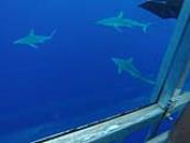 hawaii shark encounters